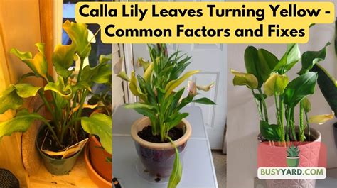 Calla Lily Yellowing Leaves