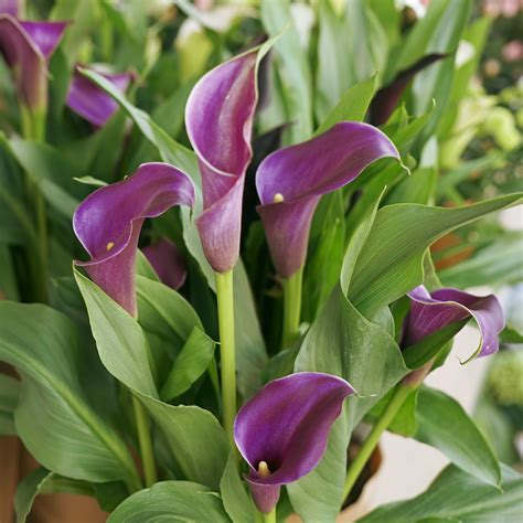 Calla Lily Dark Purple Flower