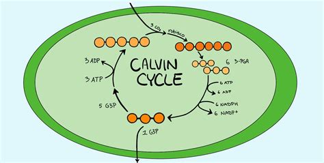 Unraveling the Mysteries of Calvin Cycle Definition Biology: The Essential Building Blocks of Photosynthesis Unveiled!