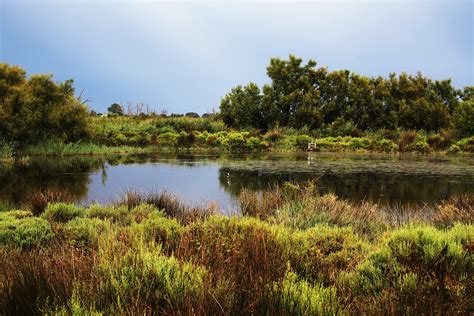 Camargue Landscapes