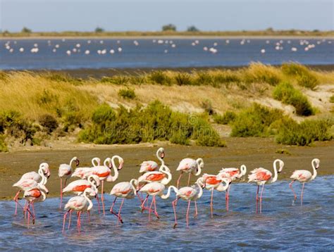 Camargue flamingos