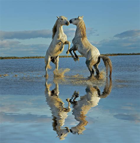 Camargue ponies