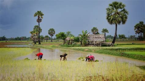 Cambodian rice fields