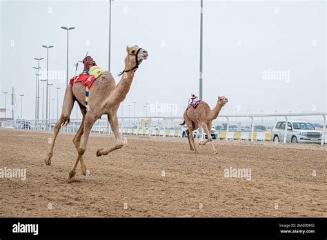 Camel Encounters Doha