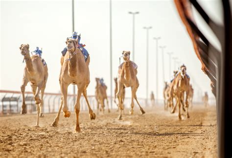 Camel Race Track