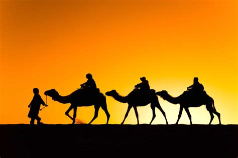 Camel Ride Sunset