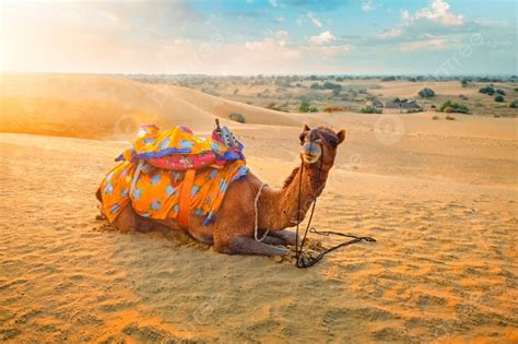 Camel Ride Thar Desert Sunset