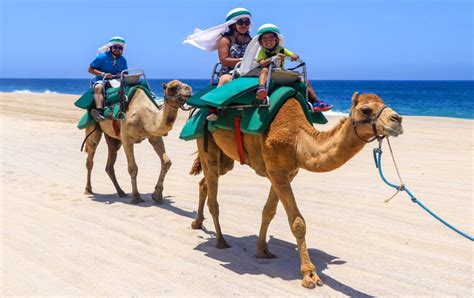 Camel Riding Los Cabos