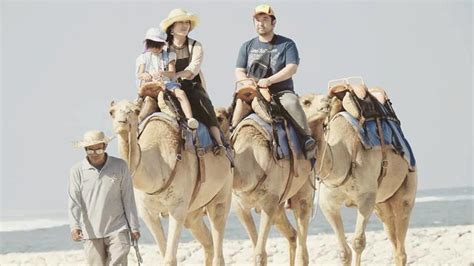 Camel Safari Selection
