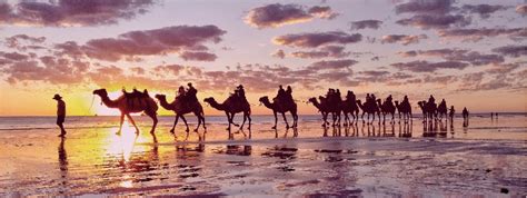 Camel Tour Operators Cable Beach
