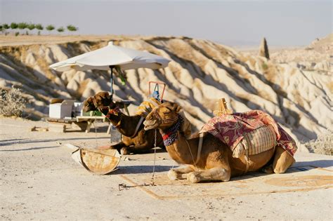 Camel Tour Tips