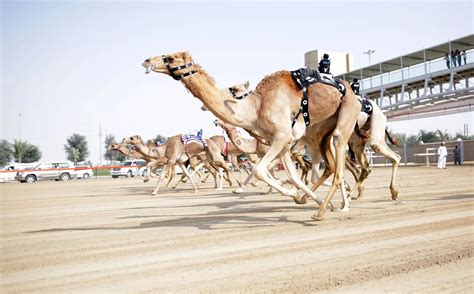 Camel Track Experience