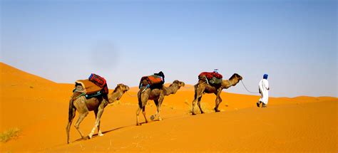 Camel Trek
