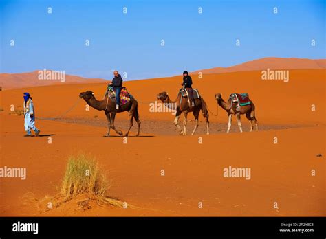 Camel Trekking Merzouga
