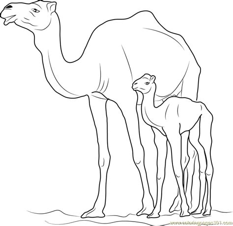 Camel With Kid Coloring Pages For Kids