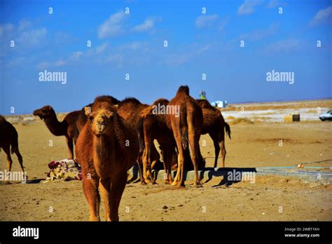 Camels Close Encounter