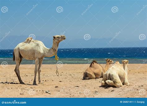 Camels on beach