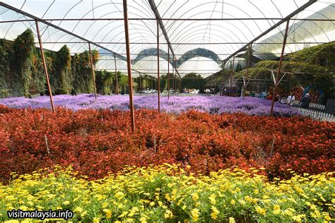Cameron Lavender Garden