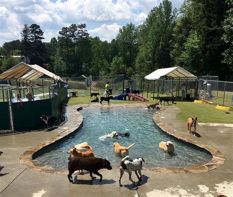 Unleash Your Pup's Adventure: Join Camp Wagging Tails for a Tail-Waggingly Good Time!