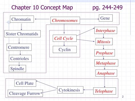PPT Chapter 10 Cell Growth and Division PowerPoint Presentation