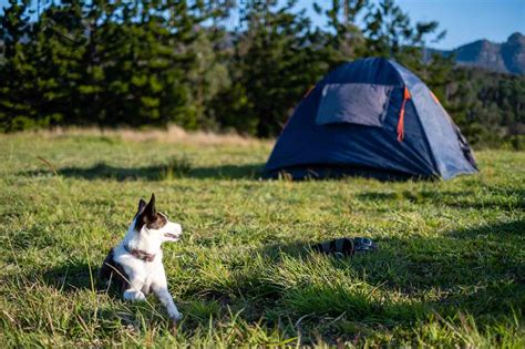 Camping Near Me Allows Dogs