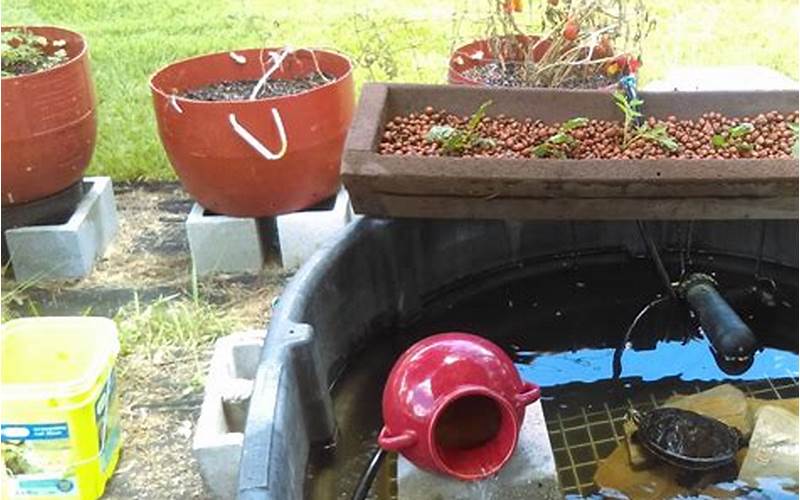 can aquaponics work with turtles
