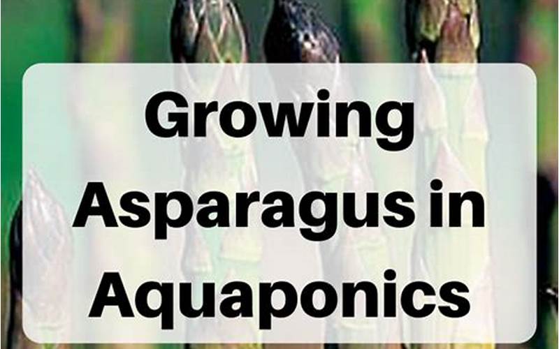 Can Asparagus Be Grown In Aquaponics?
