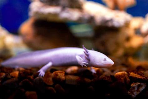 Can Axolotl Fish Survive in Tap Water?