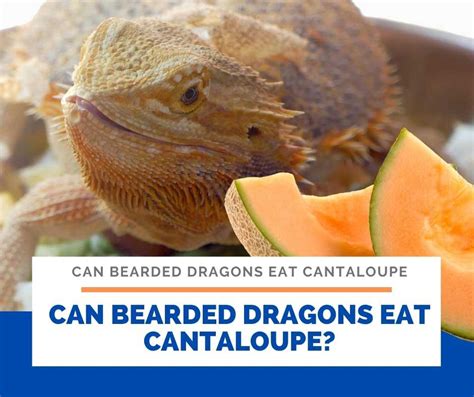 Surprising Answer: Can Bearded Dragons Eat Cantaloupe?