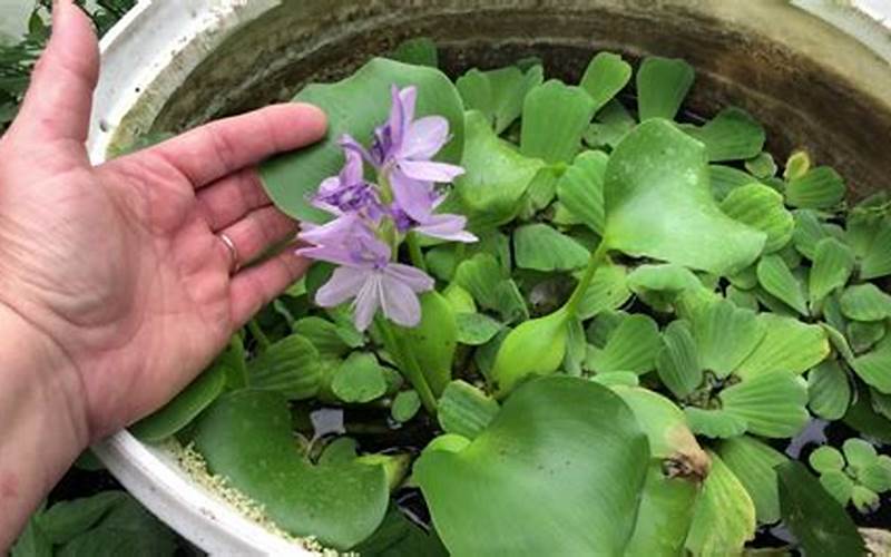 can blue hyacith grow in an aquaponics tank