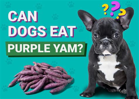 Can Dogs Eat Ube?