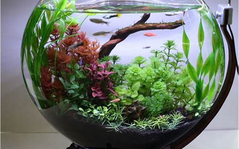 can goldfish live in aquaponic fish bowls