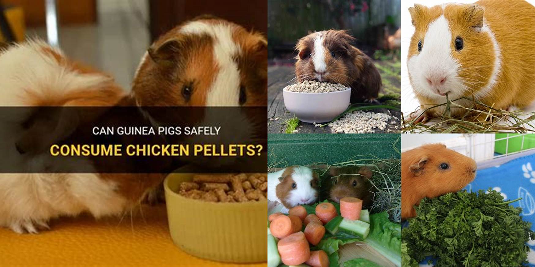 Can Guinea Pigs Eat Chicken Food