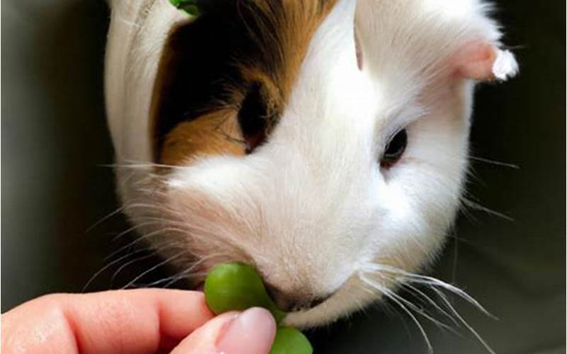 Can Guinea Pigs Have Snap Peas?