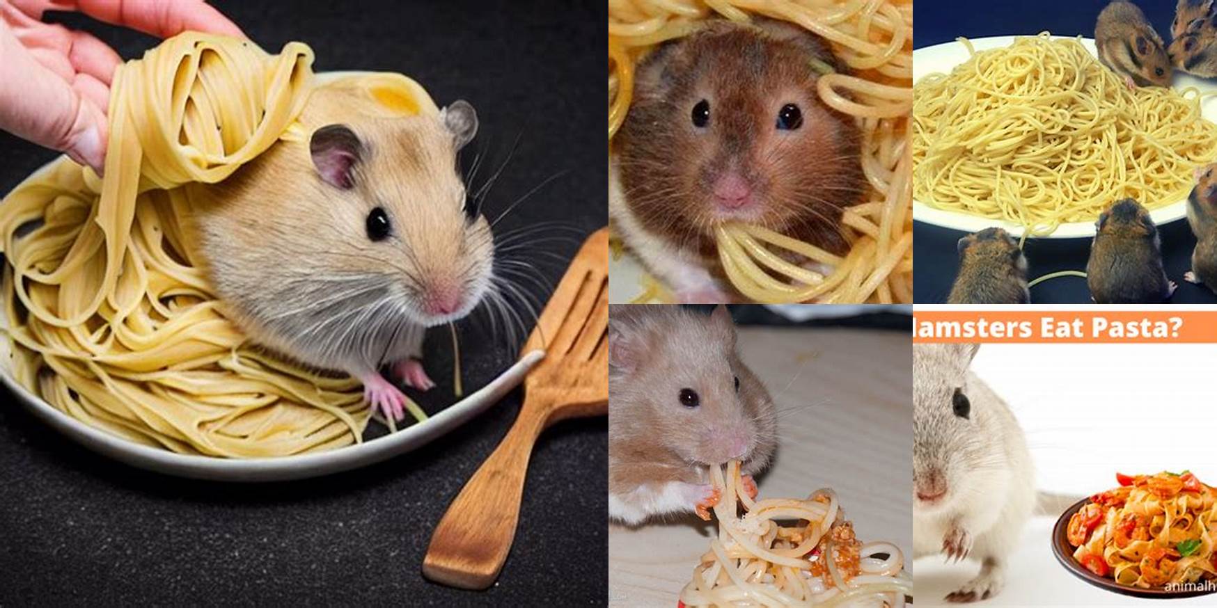 Can Hamsters Have Pasta