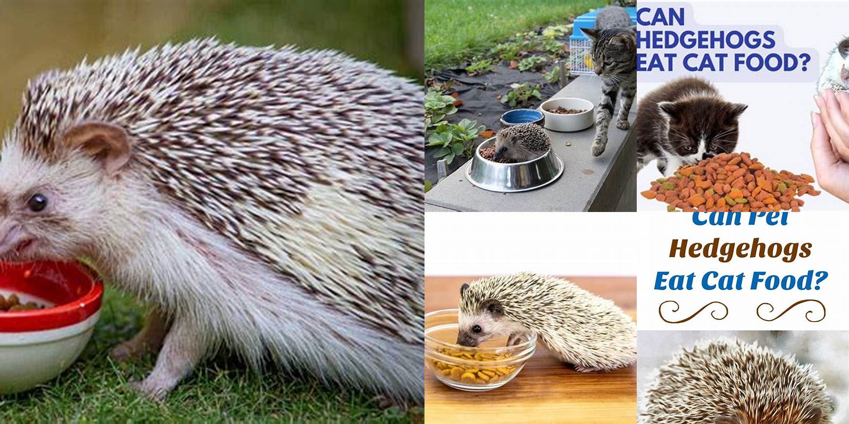 Can Hedgehog Eat Cat Food