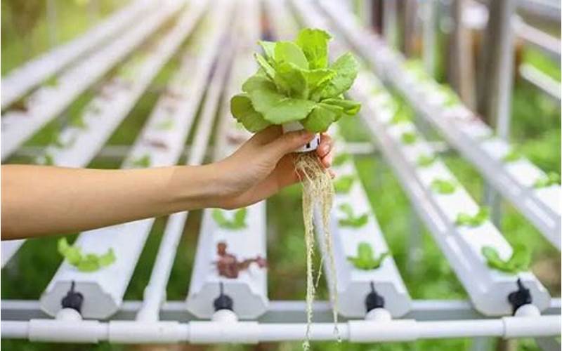 can hydroponic plants grow in soil