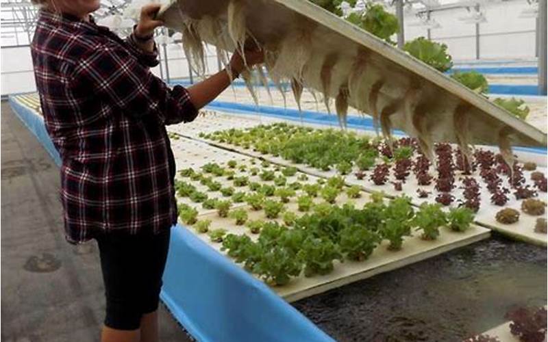 can i keep chickens in an aquaponic greenhouse