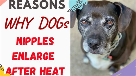 Can I Prevent My Dog's Nipples from Enlarging During Heat?