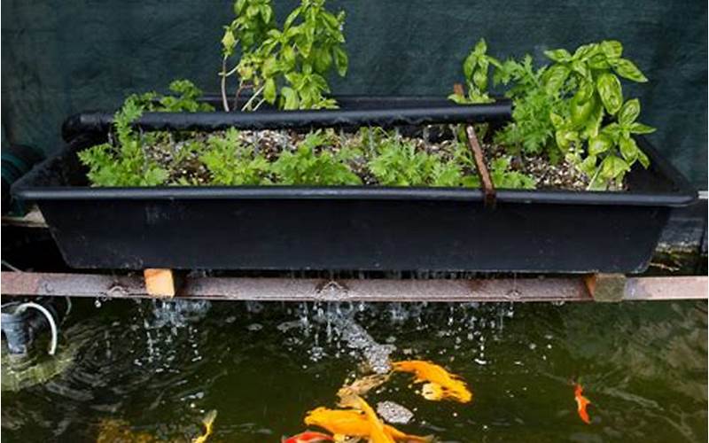 can koi fish be used in aquaponics