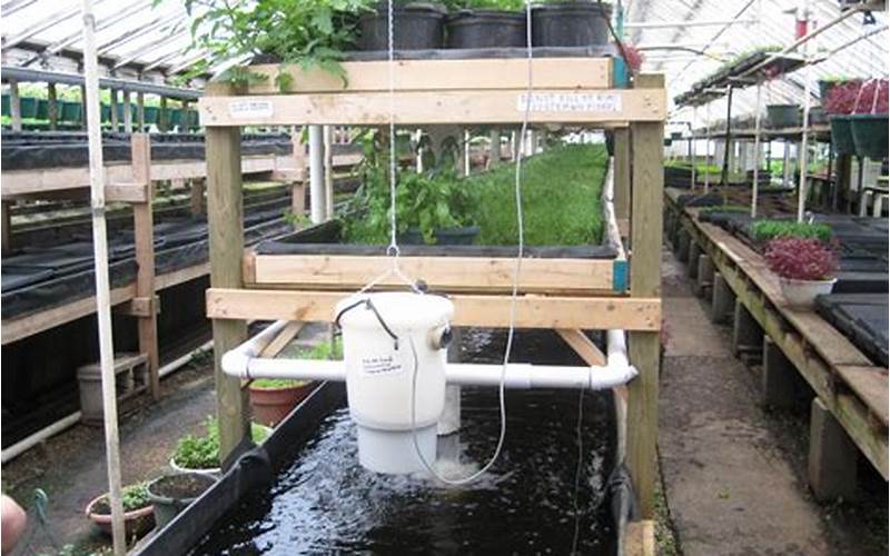 can planting foods in aquaponics help the environment