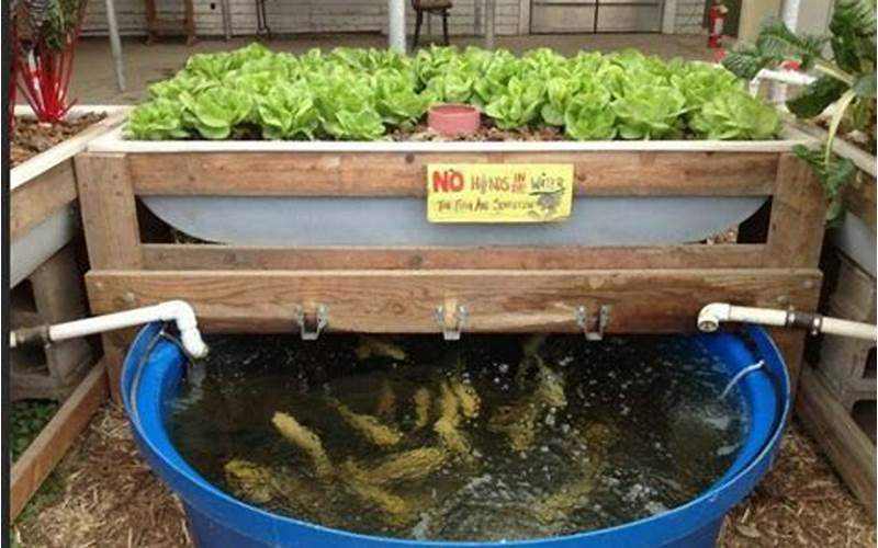 can you do aquaponics without fish