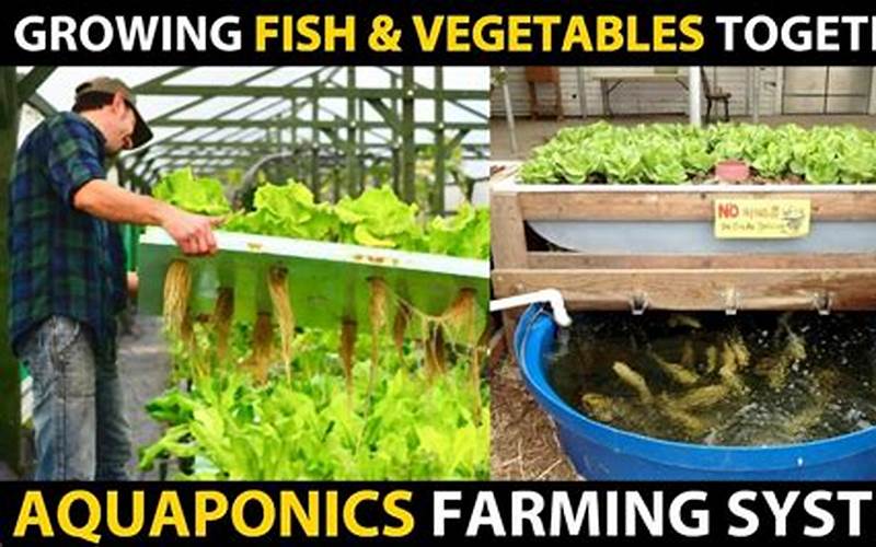 can you eat fish from aquaponics