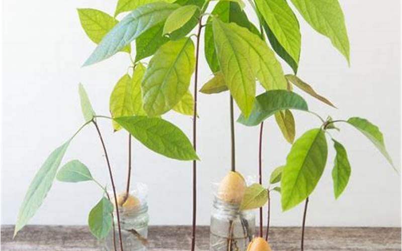 can you grow avocado trees aquaponics