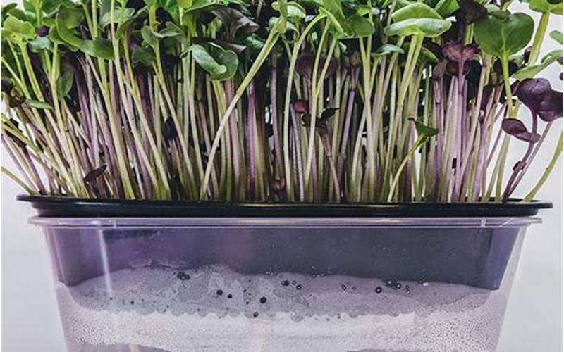 Can You Grow Microgreens Hydroponically?