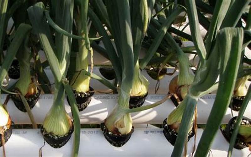 can you grow onions in aquaponics