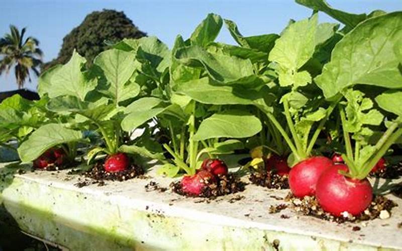 can you grow radishes in aquaponics
