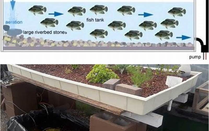 can u let tilapia breed naturally in aquaponics sytsem