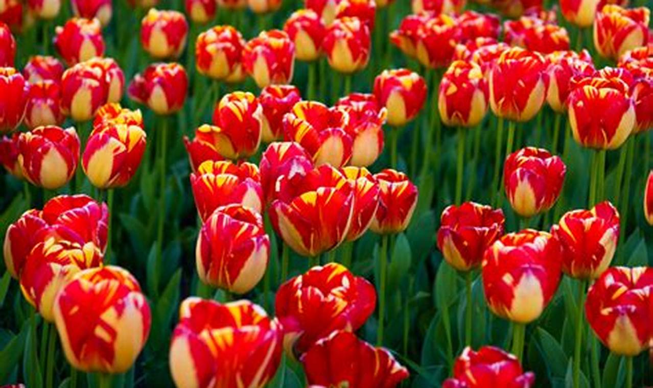 Can You Plant Tulips In The Spring