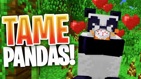 Can You Tame Pandas In Minecraft?